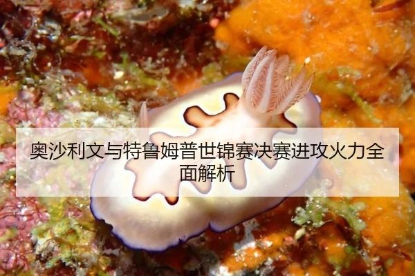 ao-sha-li-wen-yu-te-lu-mu-pu-shi-jin-sai-jue-sai-jin-gong-huo-li-quan-mian-jie-xi-3-627.jpg